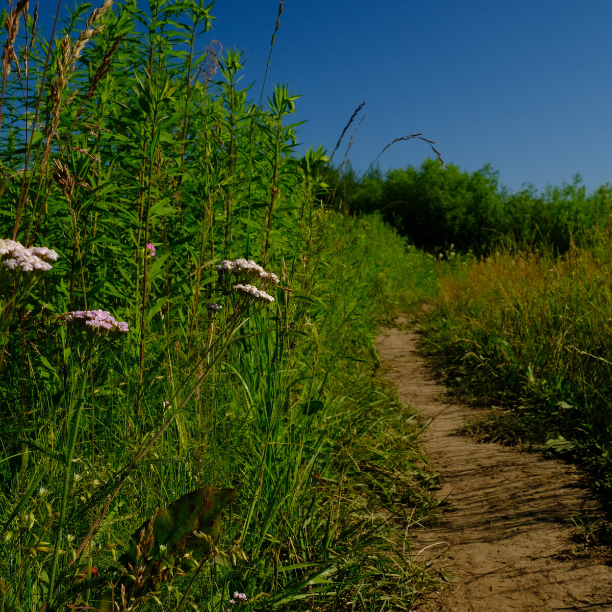 Тысячелистник точно не то растение, которое нужно искать по точкам inaturalist и благоговейно мечтать узреть это чудо хоть одним глазком.