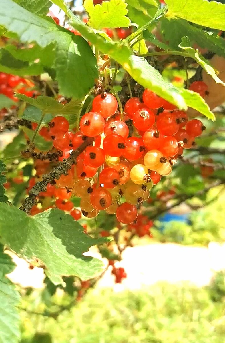 Желе буду делать без термической обработки.