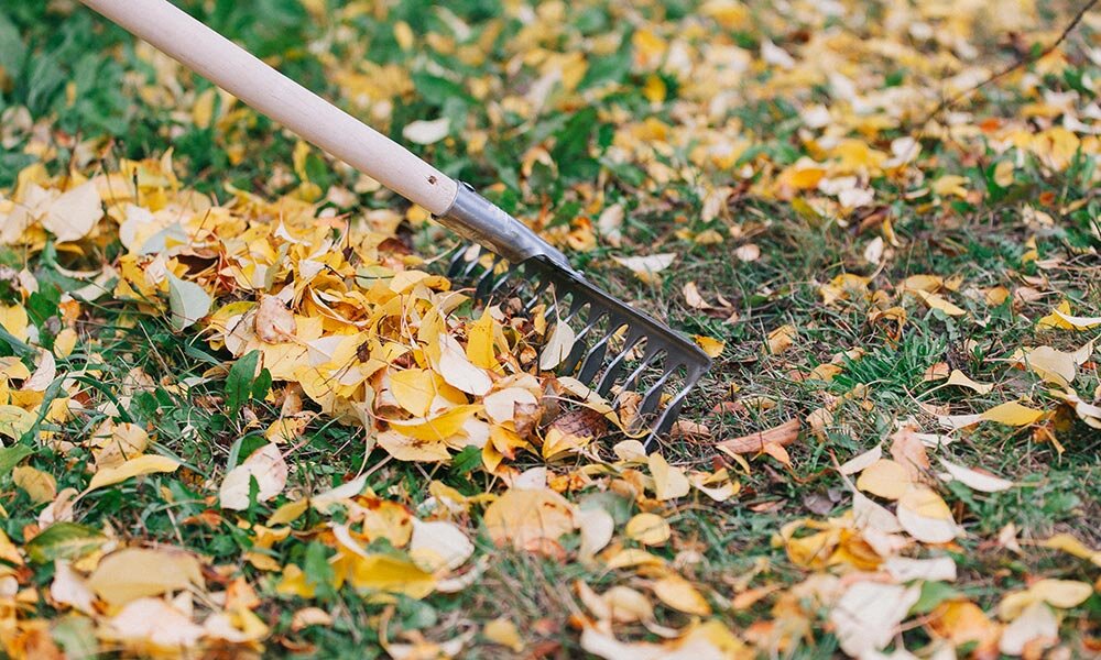 Надо ли убирать листву. Уборка листьев. Грабли для уборки листьев. Уборка листьев в саду. Сгребание листьев.