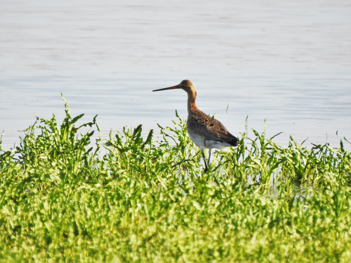 Большой веретенник, 9 мая 2022, Свердловская область, фото автора