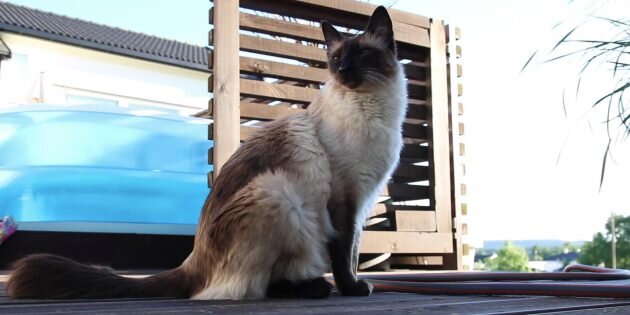 Кадр: FrostyFingers / YouTube📷
