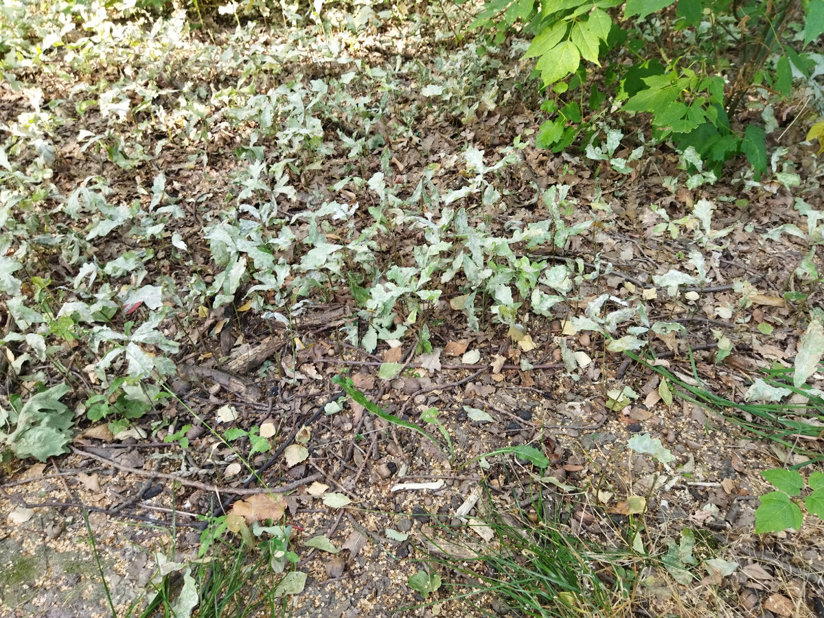 Молодые дубки