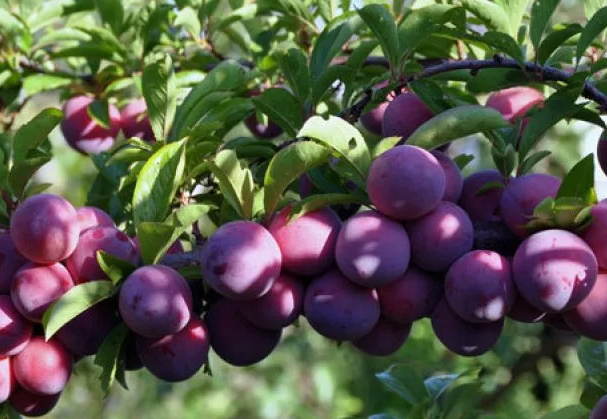 Маньчжурская красавица