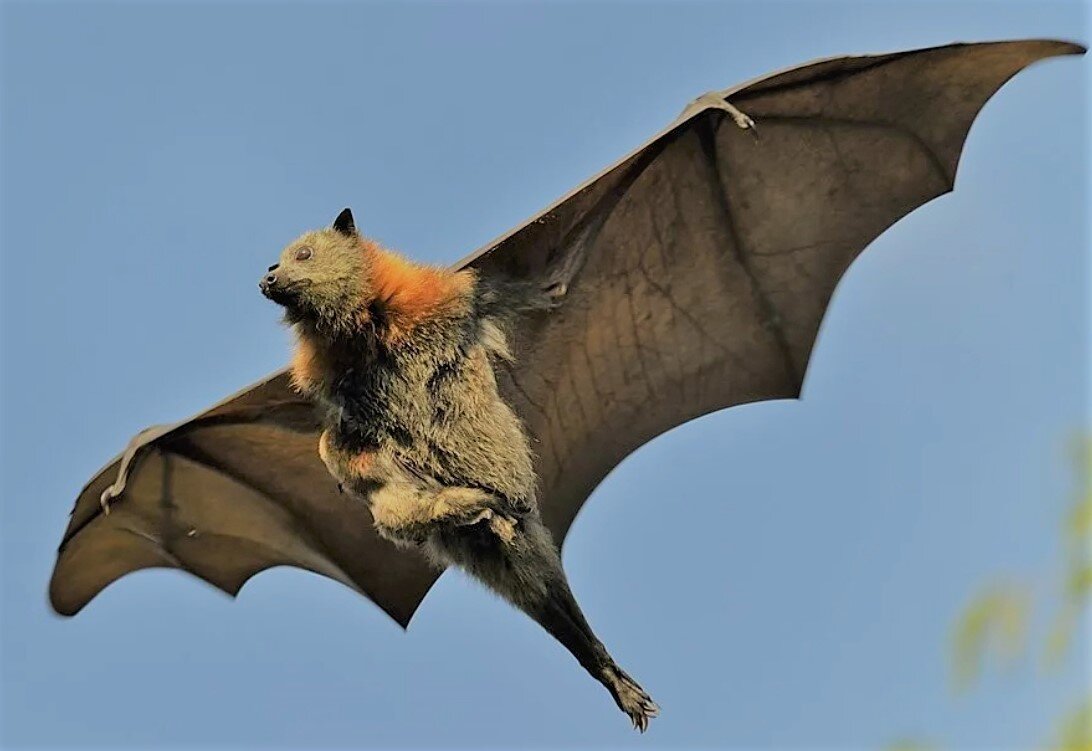 Летучая мышь лисица фото с человеком