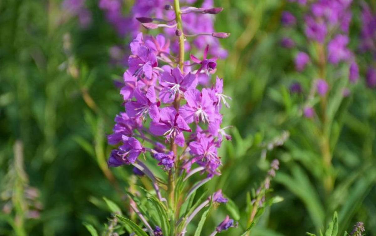 Иван-чай нужно собирать во время цветения (источник фото: dobrozdravie.ru)