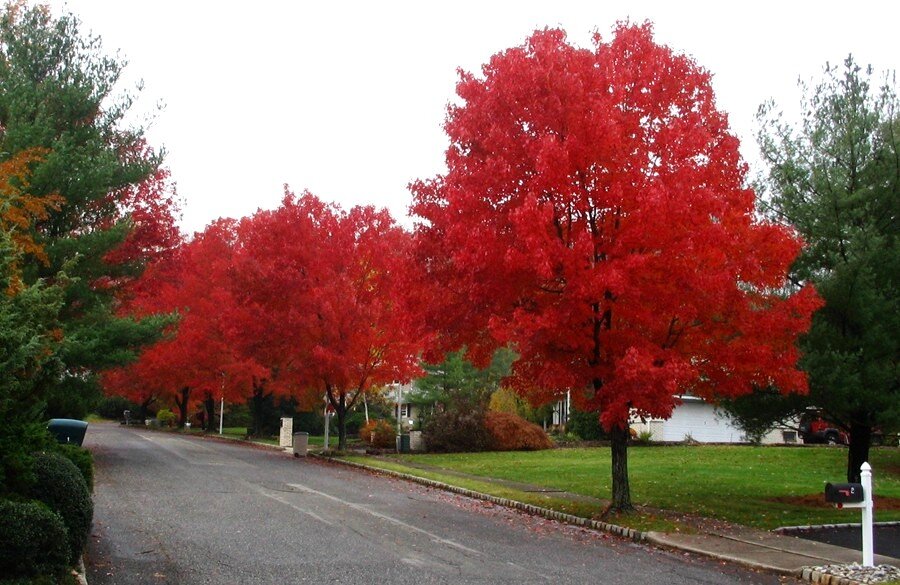 Озеленение красным дубом