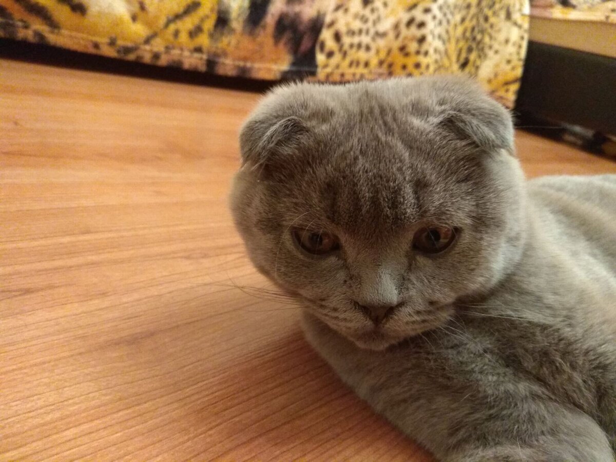 Страшный кот-мутант по имени Космос