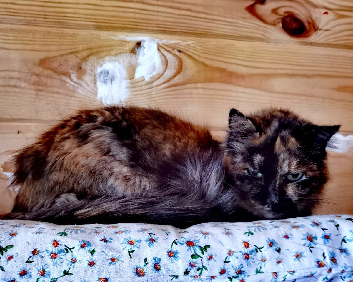 Арина в день, когда её повезли в больницу. Грустные глаза, сидит горбиком, шерсть взъерошена