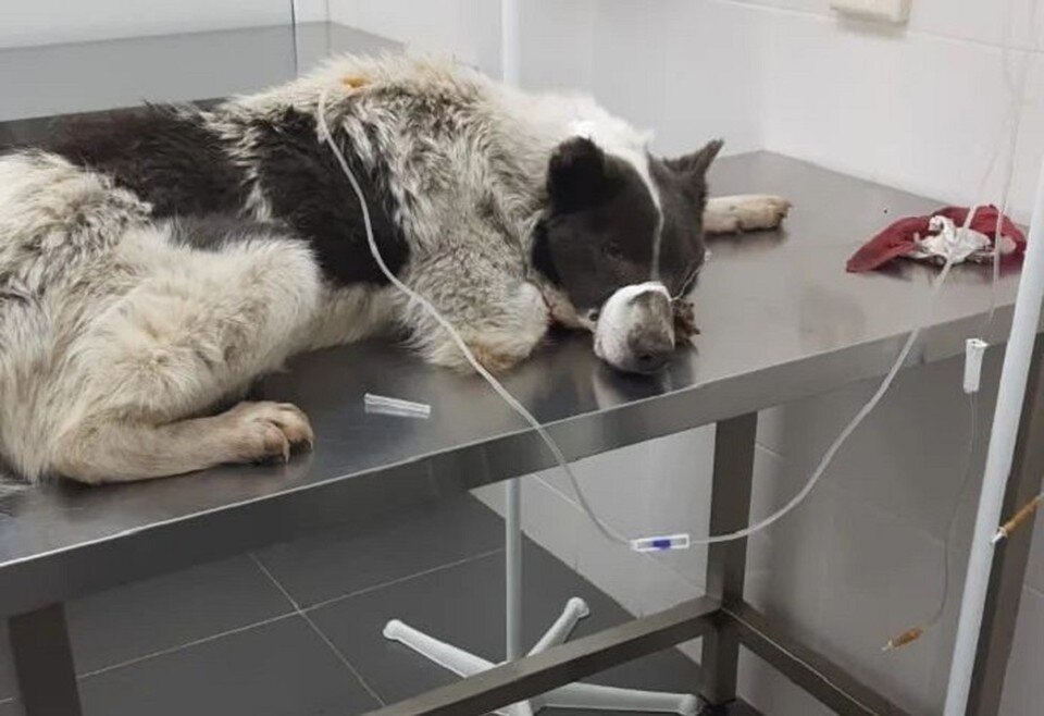     Собакам до сих пор не выделили место