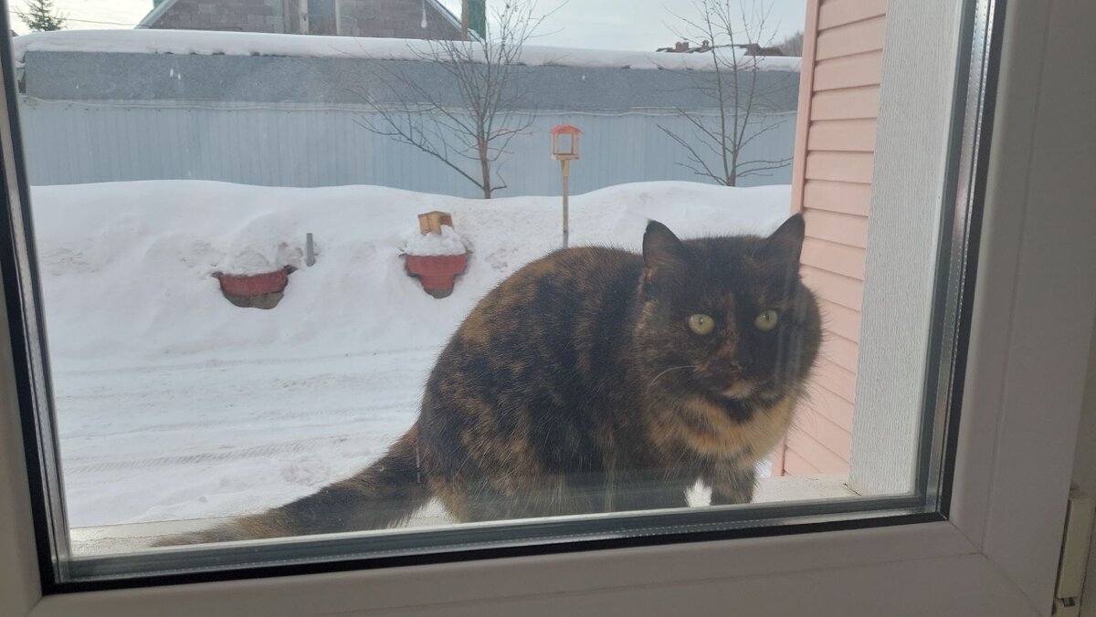 "А Хвостик выйдет?" 