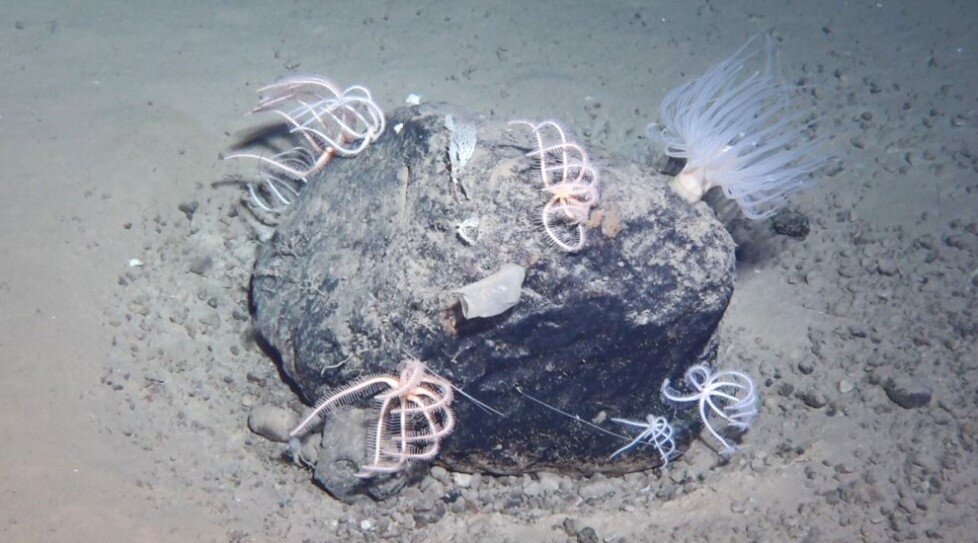    Морские звезды, анемоны, маленькие кораллы, губки и морская асцидия на уединенной скале на глубине 6 124 м своим домом. Изображение предоставлено: HOV Fendouzhe, IDSSE Анастасия Никифорова