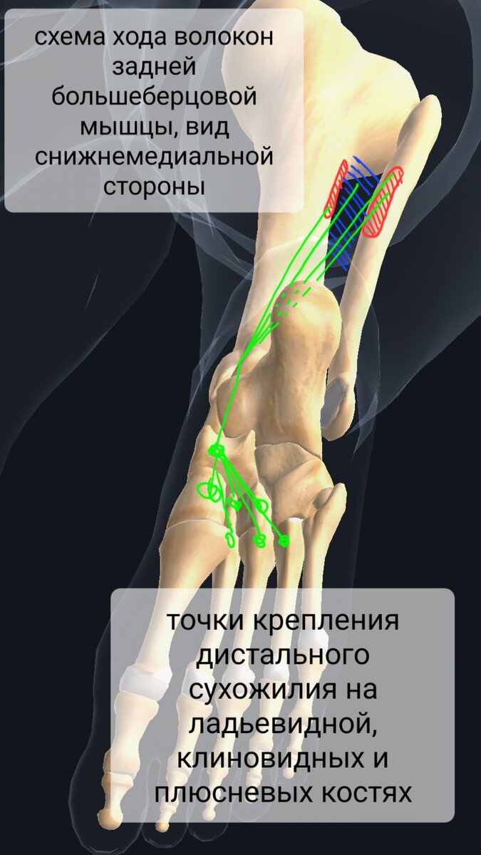 Задняя большеберцовая мышца. | Заметки спортивного врача. | Дзен