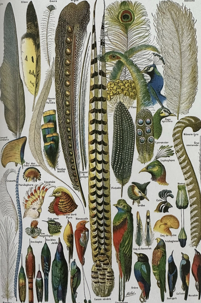 Реклама производства перьев для шляп и украшений