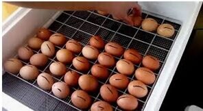 Сначала маркируем яйца, потом закладываем в инкубатор и не забываем переворачивать яйца