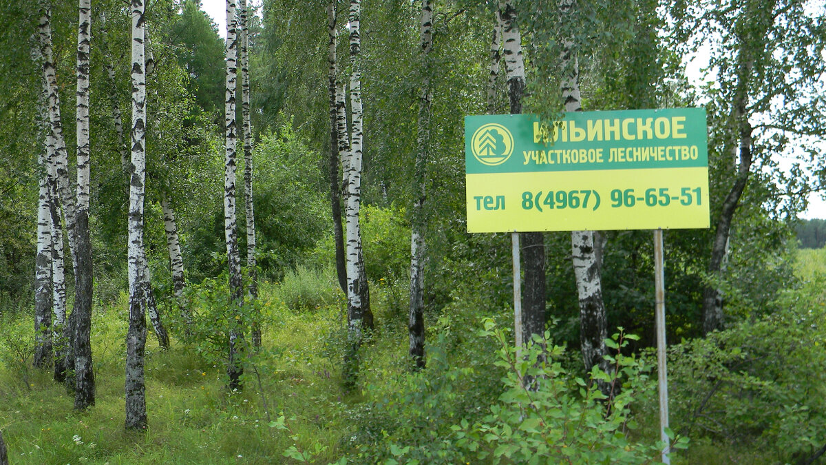 Где лесничество. Лесничество. Ильинское лесничество. Указатели лесничества. Вывеска лесничество.