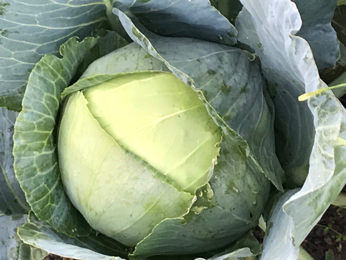 У меня на одной грядке появились слизни, здесь нет их