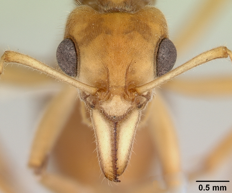 Динозавровый муравей. Nothomyrmecia macrops. Nothomyrmecia macrops янтарь. Anisarchus macrops.