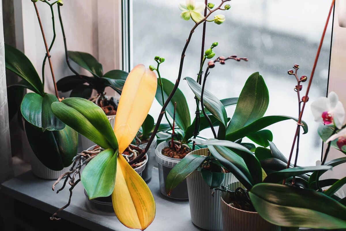 Почему у орхидеи желтеют листья и что делать: советы по уходу