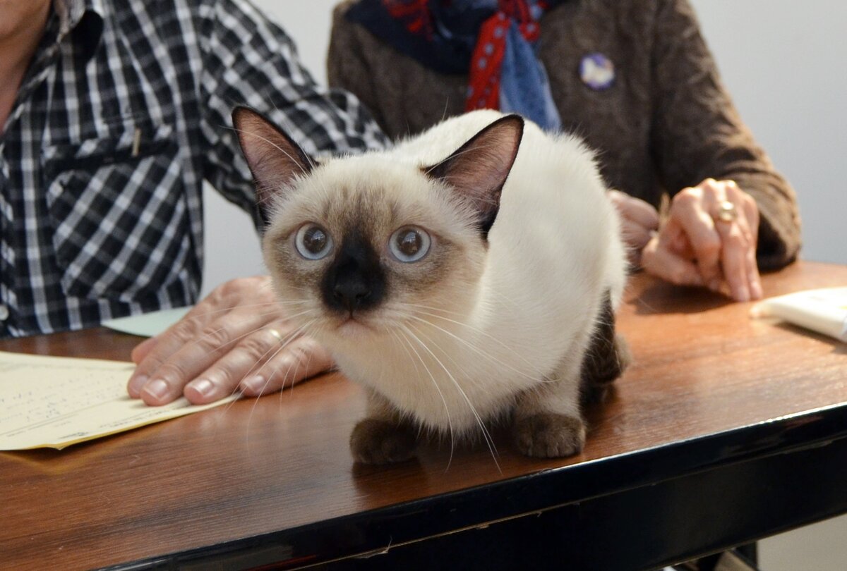 Ой, мама дорогая, что это, где это? Зачем я тут? Себя показать? Ну, ладно, так и быть - смотрите! 