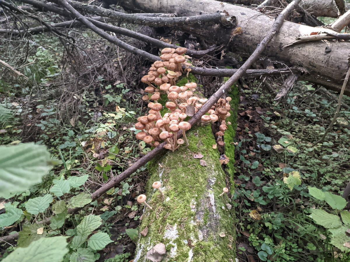 Опята в лесах