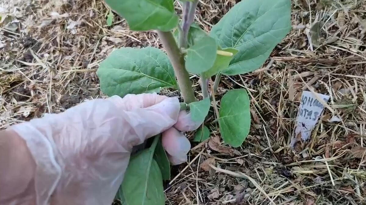 Удаляем все пасынки до первой развилки 