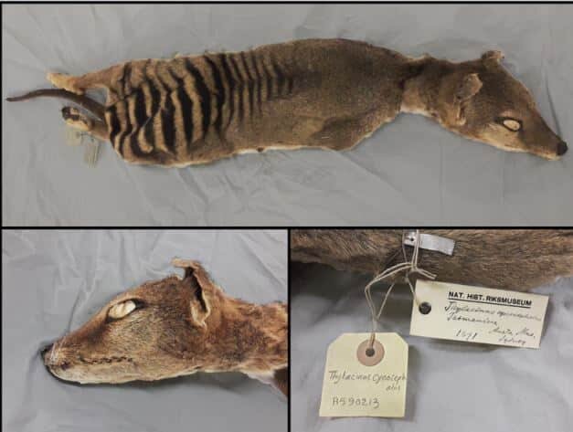    Изученные останки тасманийского волка  / © Emilio Mármol-Sánchez et al., 2023