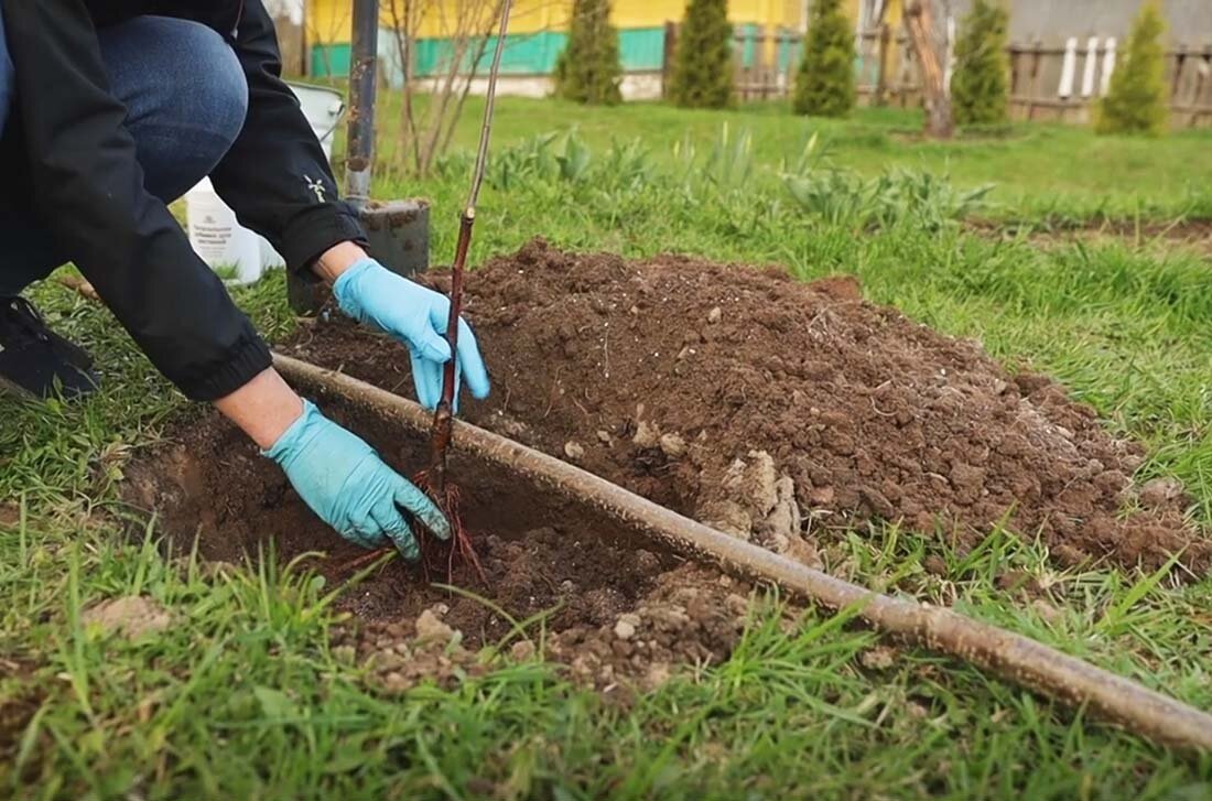 Посадка плодово ягодных. Посадка плодовых деревьев весной сроки. Как посадить плодовые саженцы на участке?.