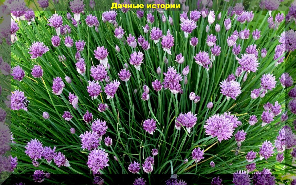 https://vk.com/photo-159774511_457247084