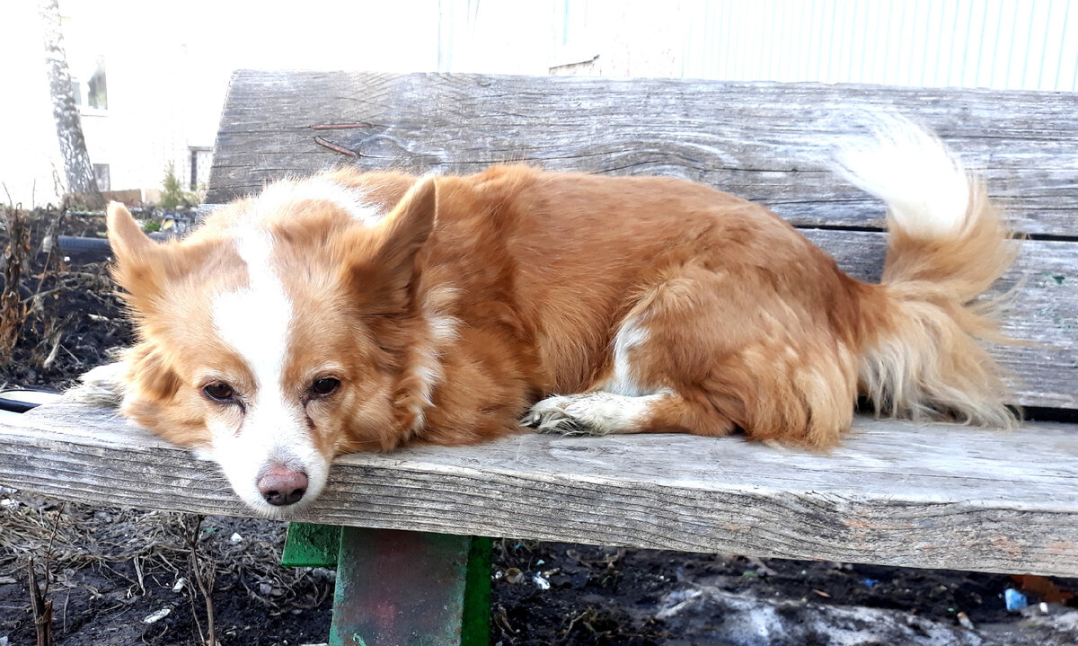 Собака комнатная, маленькая, размером с кошку. Это Тима