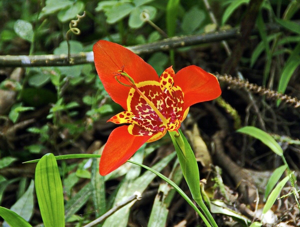 На одном растении формируется по 5-7 цветов, каждый из которых живет 8-10 часов. Для создания высокого декоративного эффекта советуется высаживать тигридии группой по 15-20 шт.