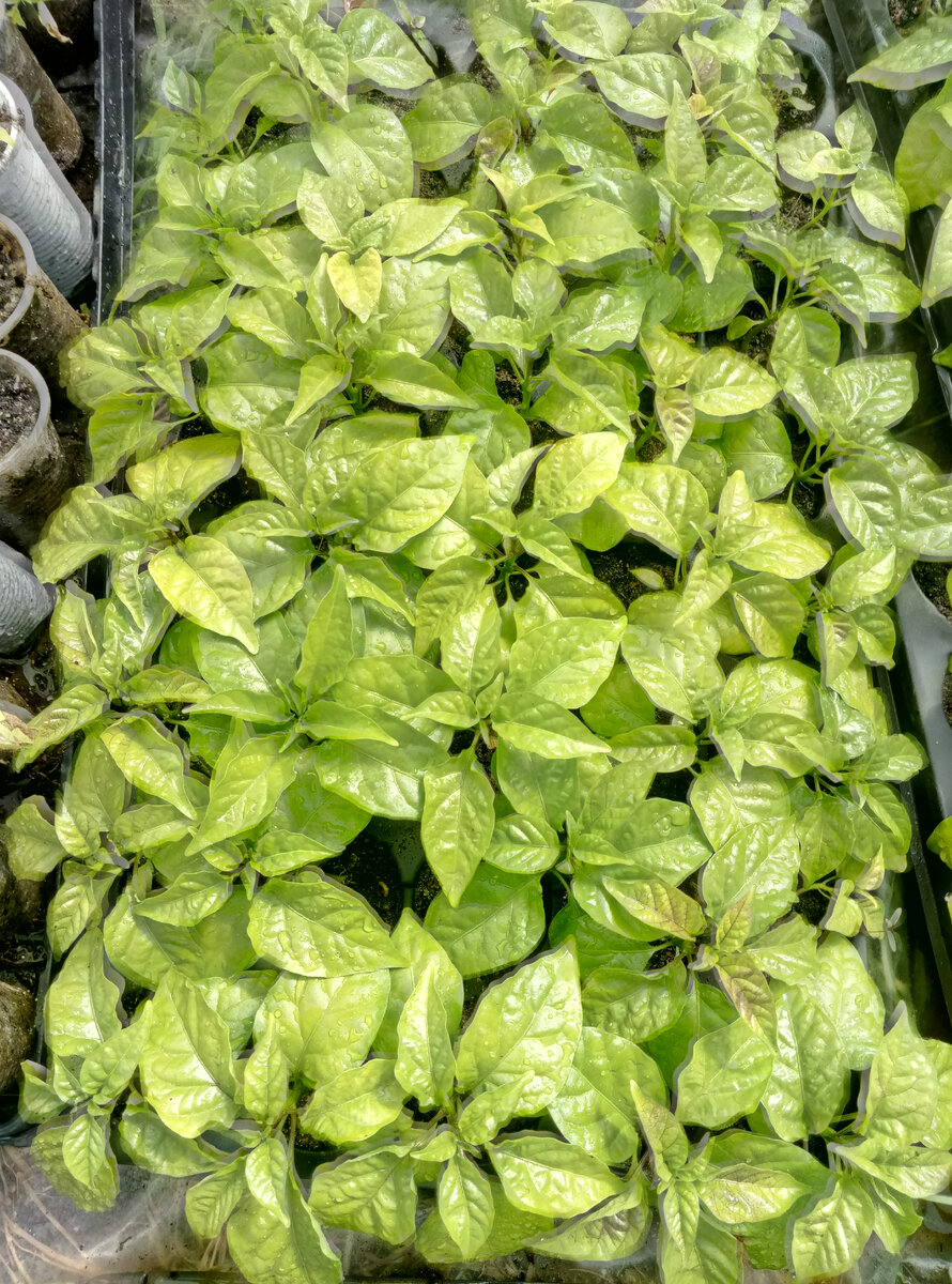 рассада Каролина рипер