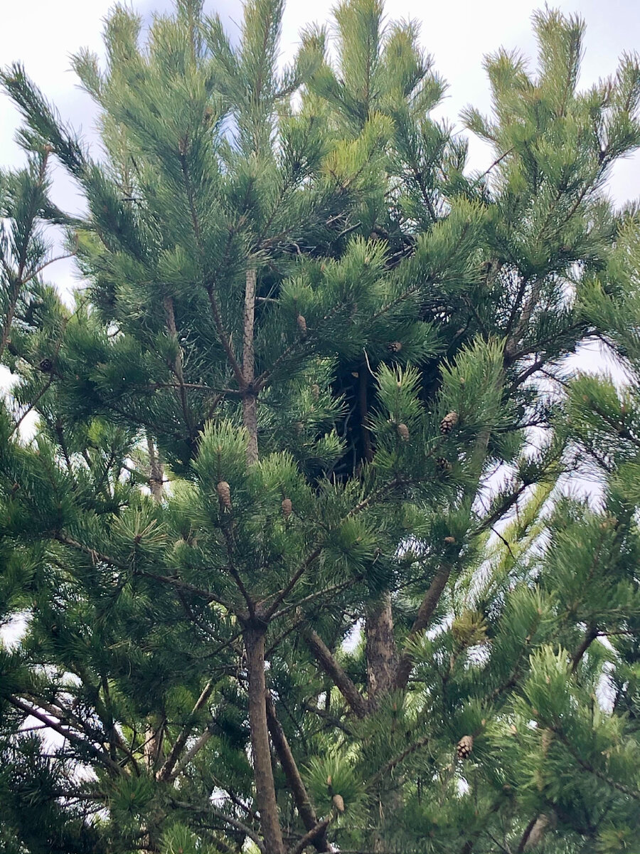 Гнездо сорок в ветвях сосны