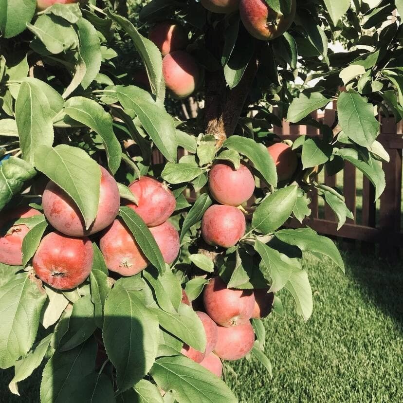 Моя яблонька