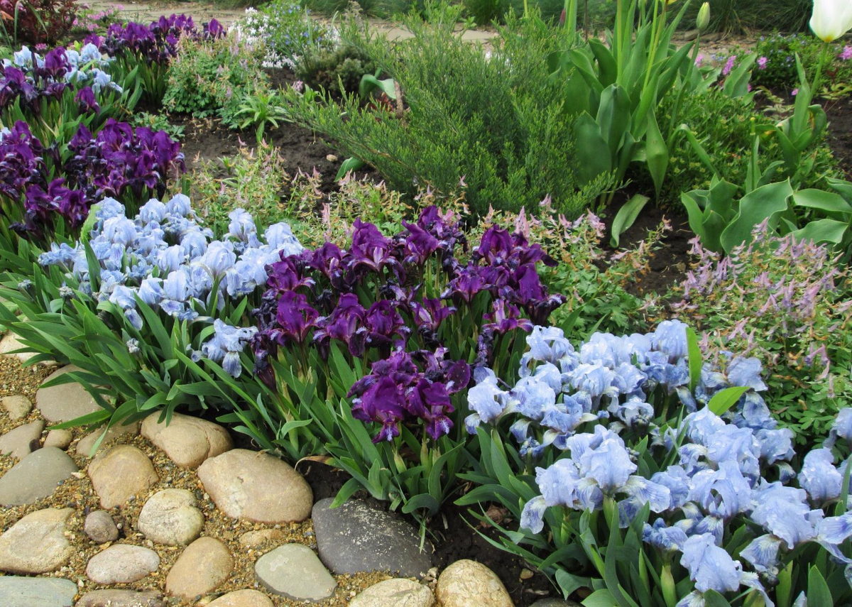 Растут в бордюре