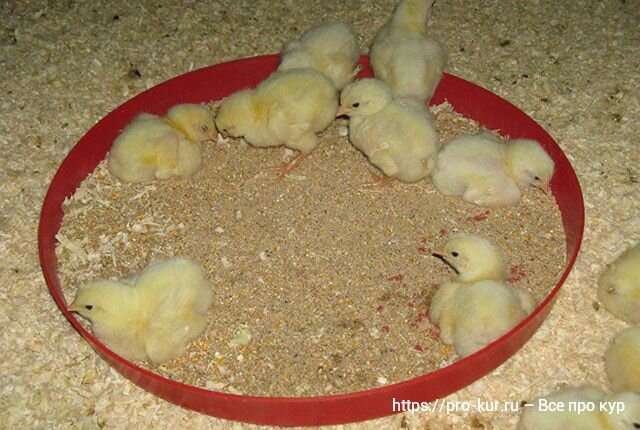 По осени считают: как разводить цыплят