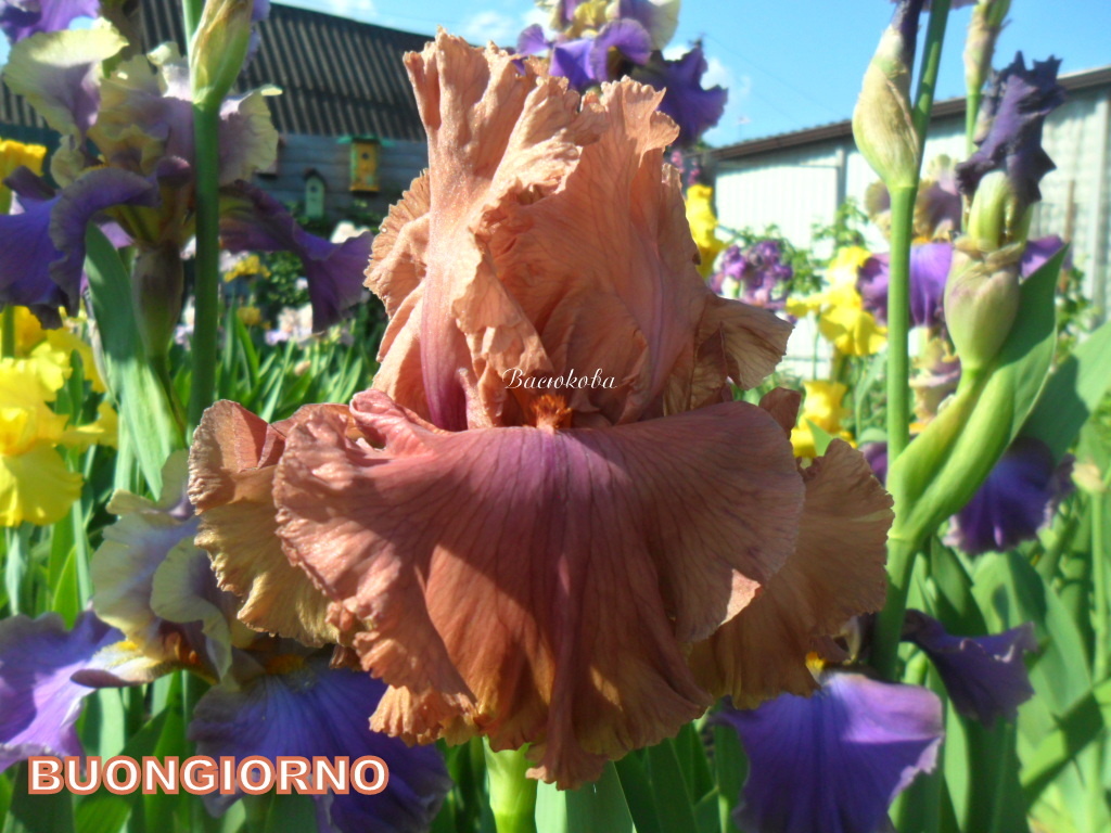 Ирисы удачно вписываются в любую стилистику ландшафтного дизайна, приживаются на каменистых склонах, неприхотливы в уходе. Низкорослые сорта ирисов станут привлекательным украшением садовых дорожек и бордюров. Высокие ирисы органично смотрятся вокруг водоемов, декоративных бассейнов.