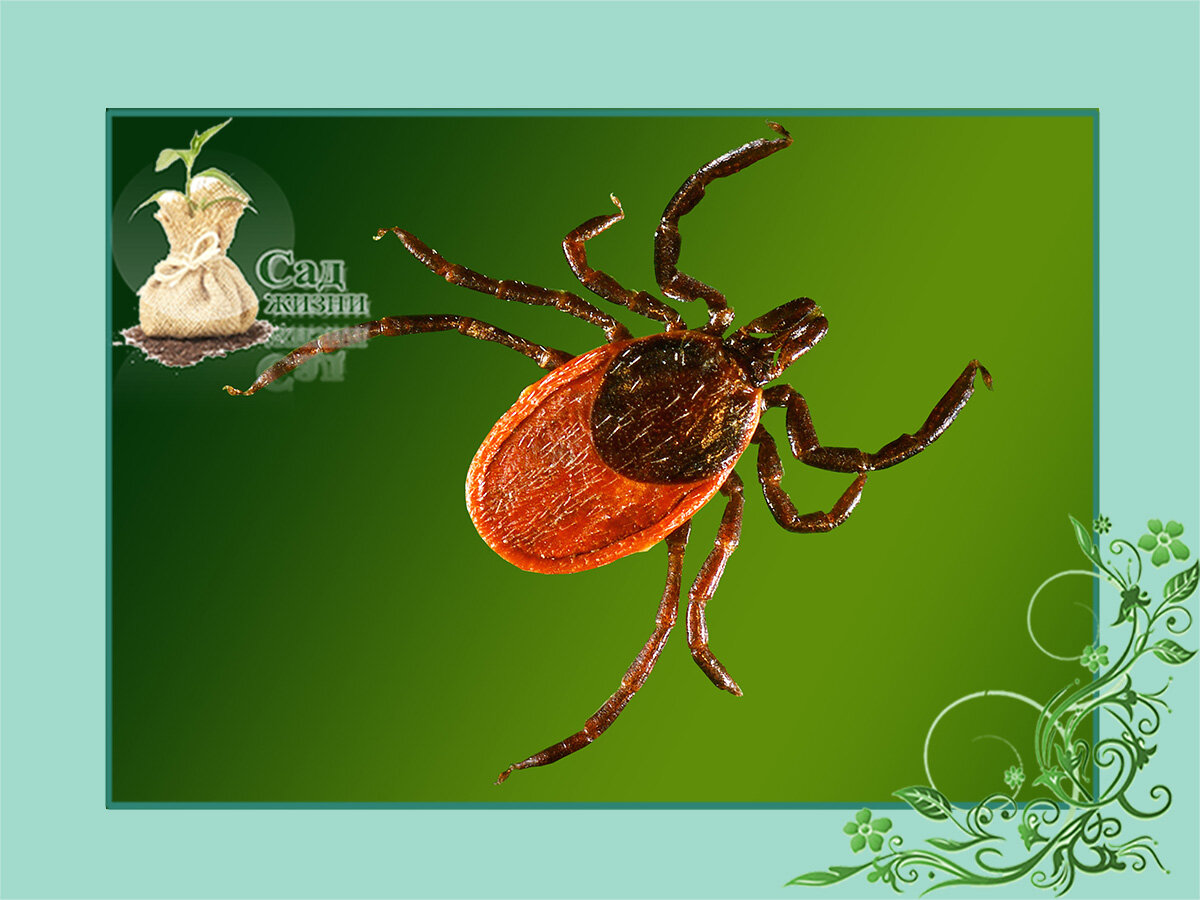 Чем грозит укус клеща вам и вашим питомцам