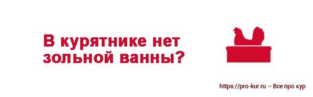 Почему куры клюют друг друга до крови: причины и что с этим делать