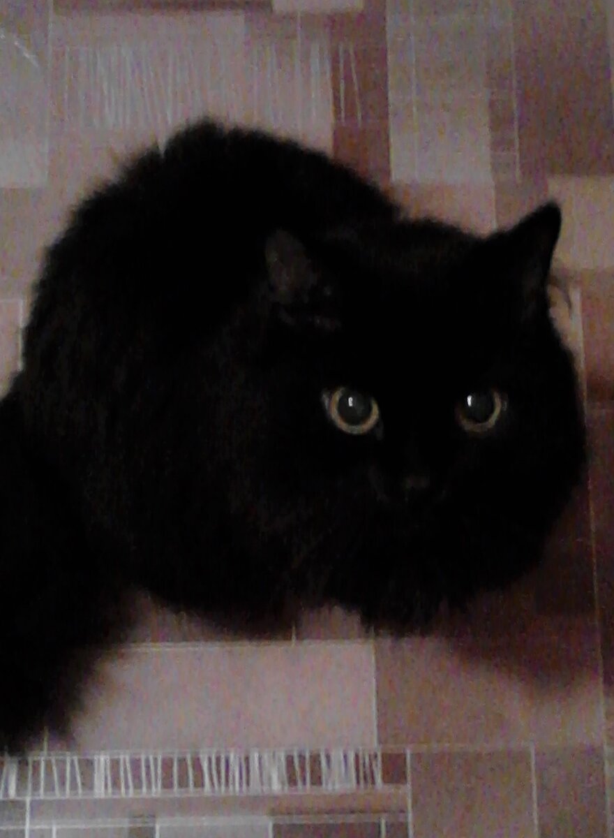 Это наш кот