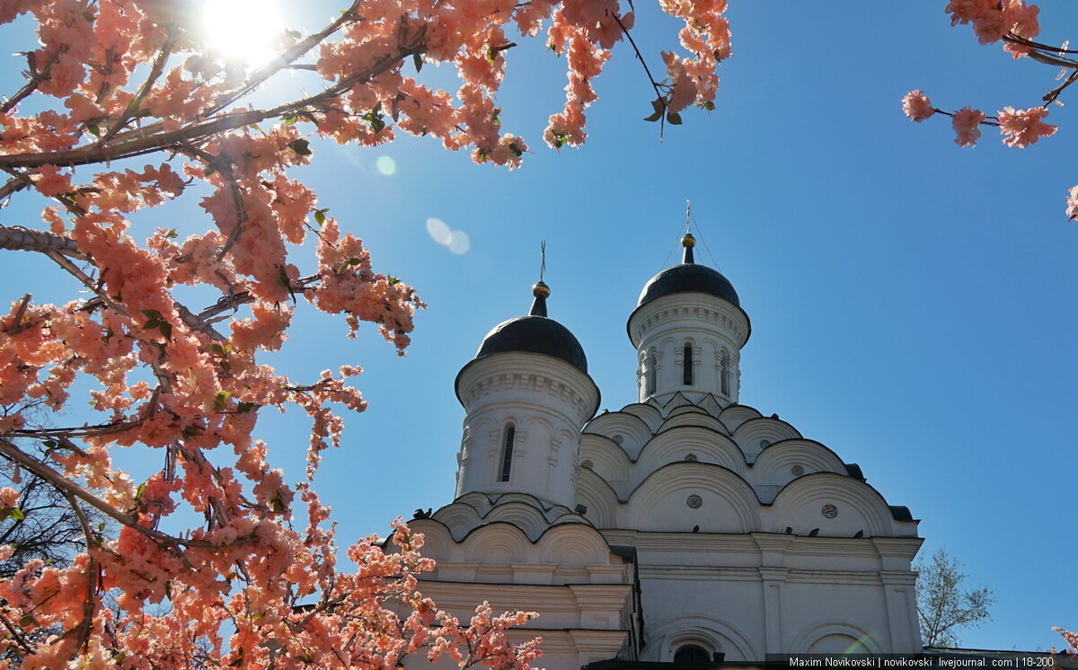 Пришла весна, повсюду установили искусственные цветы - пластмассовую сакуру. Красиво же
