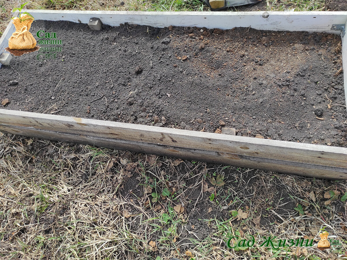 Посев капусты на рассаду в мае