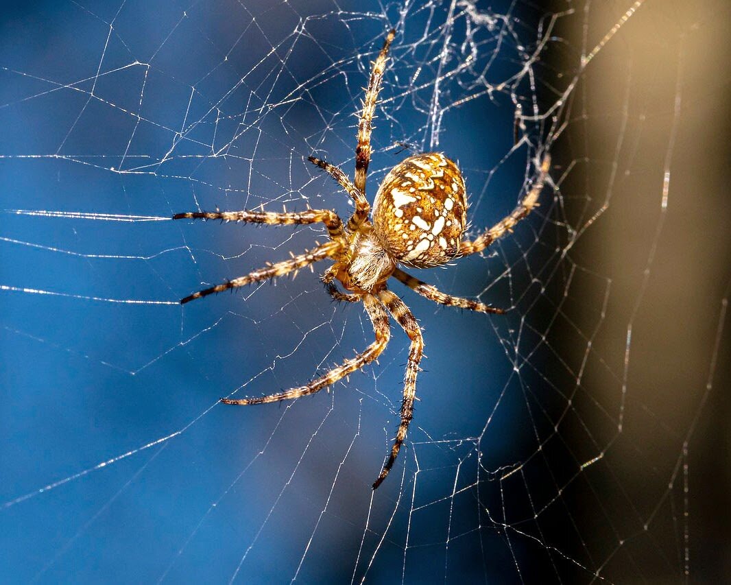 Черный паук в доме: опасность для человека и другие виды членистоногих в жилых помещениях