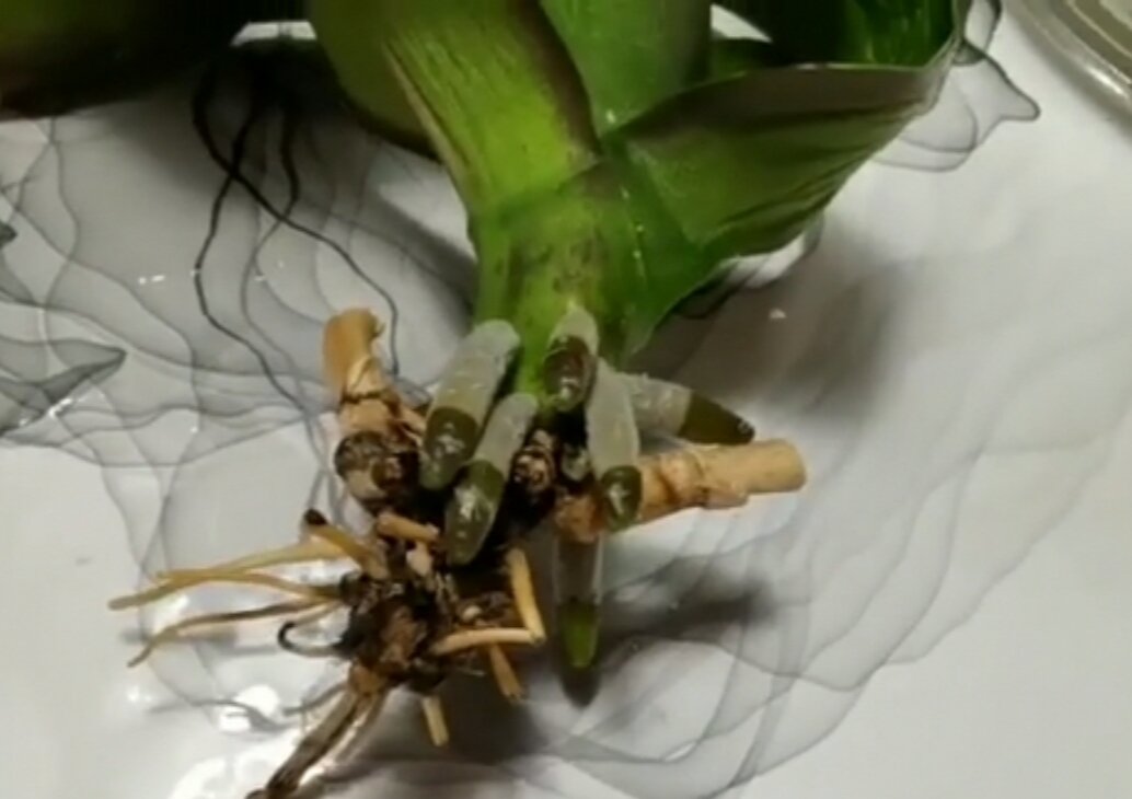 Воспитать корень. Какнаростить корни у орхидеи.