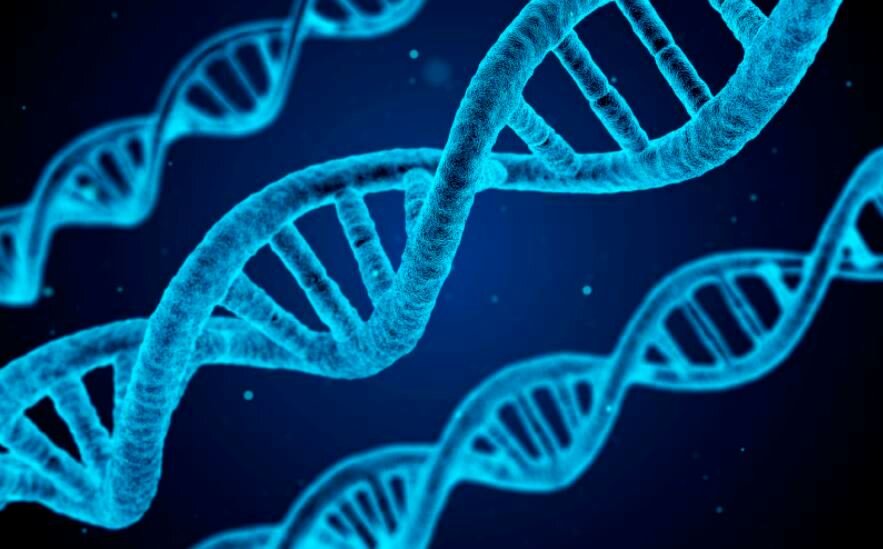 Геном человека, генетический код в каждой клетке человека, содержит 23 молекулы ДНК, каждая из которых содержит от 500 до 2,5 миллионов пар нуклеотидов.