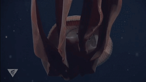 Источник:(MBARI)