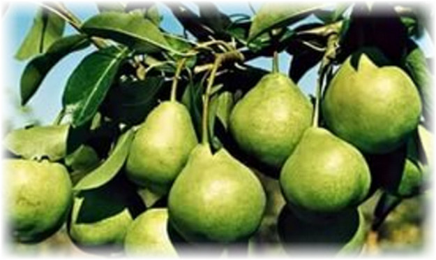 «Августовская роса» принадлежит к отборным столовым сортам груши. Может «похвастаться» солидными «плодовыми успехами», отменной сластью, несокрушимостью от засухи и похолоданий. Дерево груши развивает способность к плодоношению на 4 год существования.