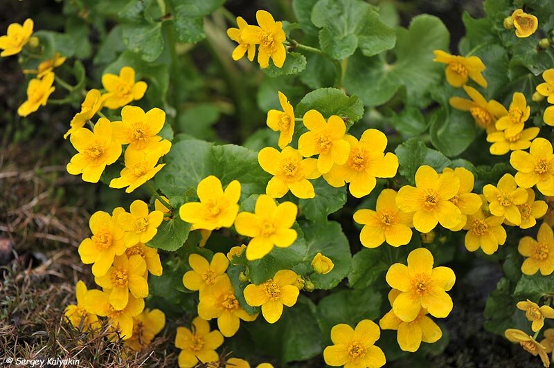 Калужница болотная