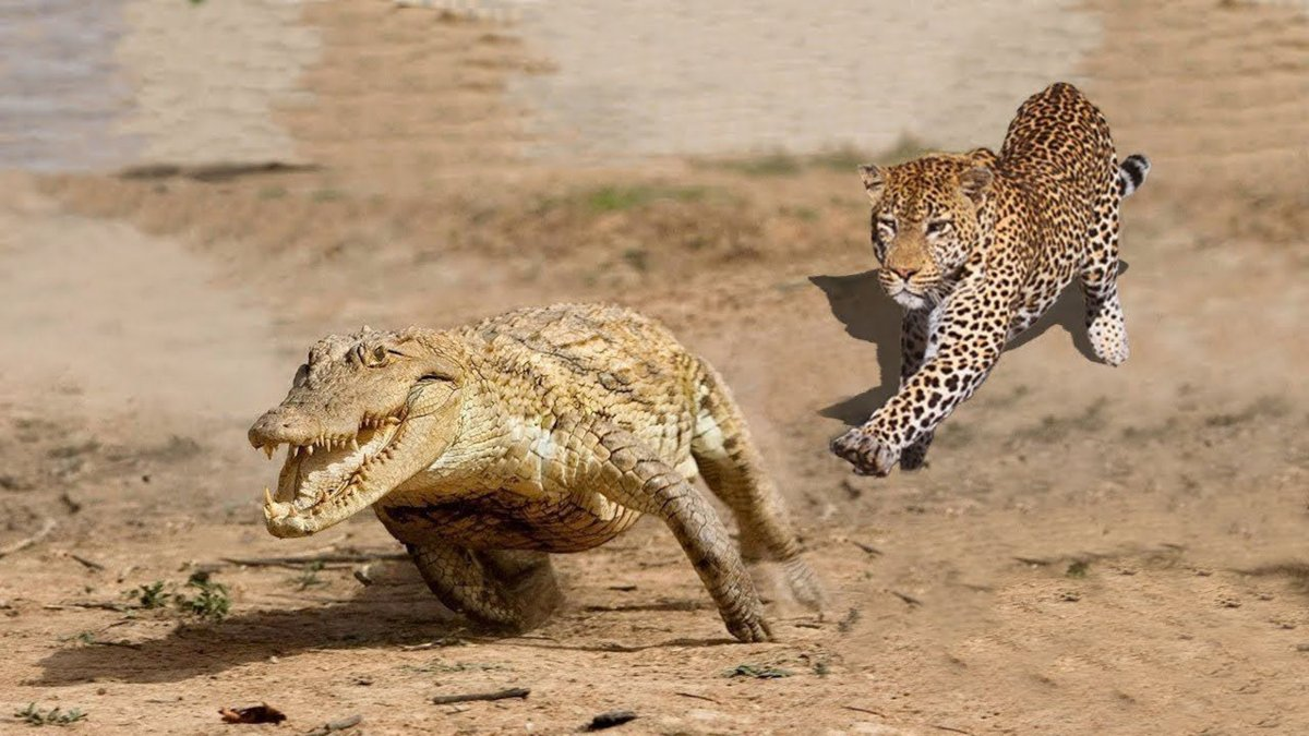 Хищники нападение. Гепард гепард против крокодила. Леопард против крокодила. Ягуар нападает. Ягуар охотится на крокодила.