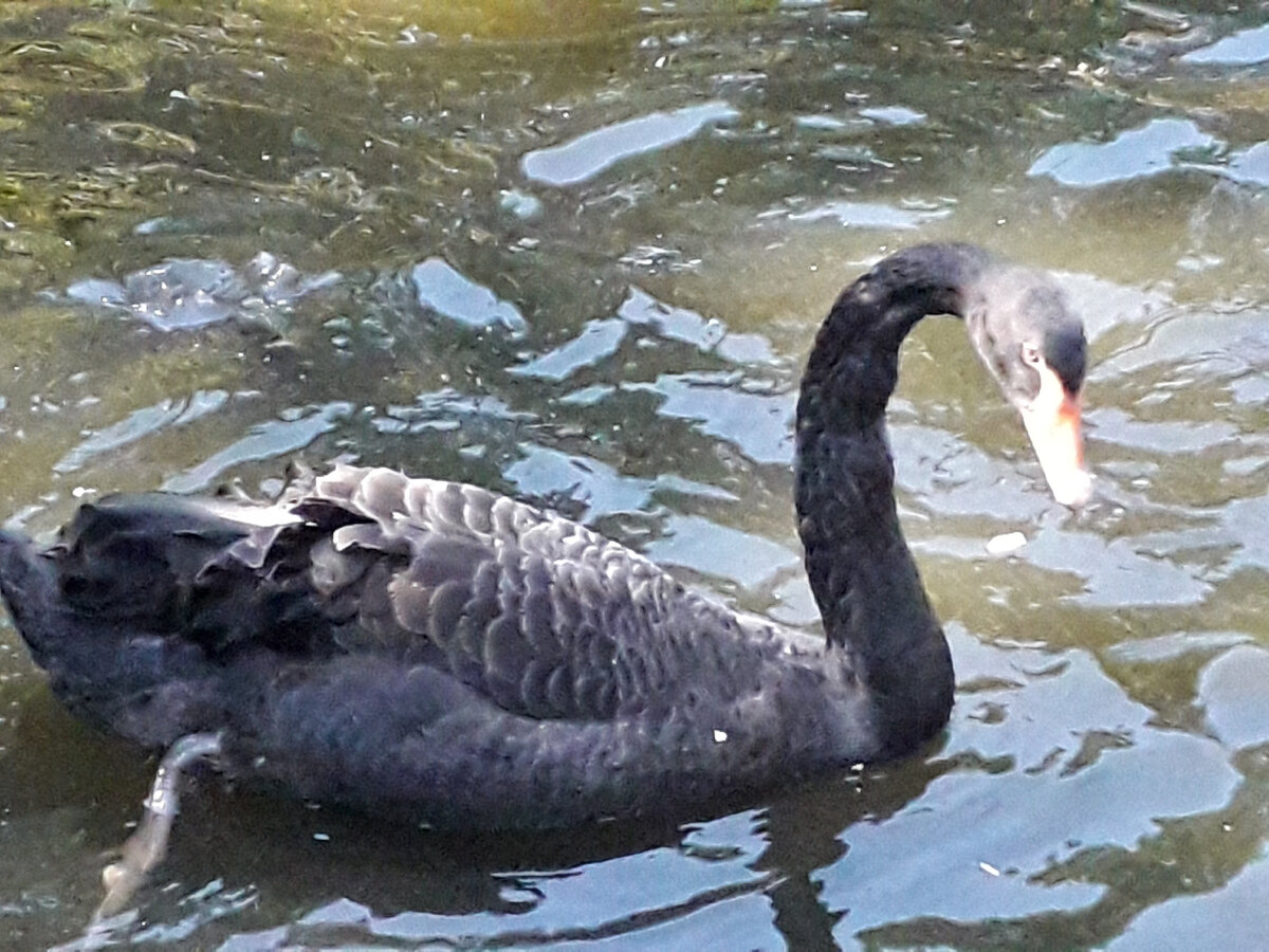 Марусиной фотографии у меня нет. Пусть будет фото этого чудесного лебедя.
