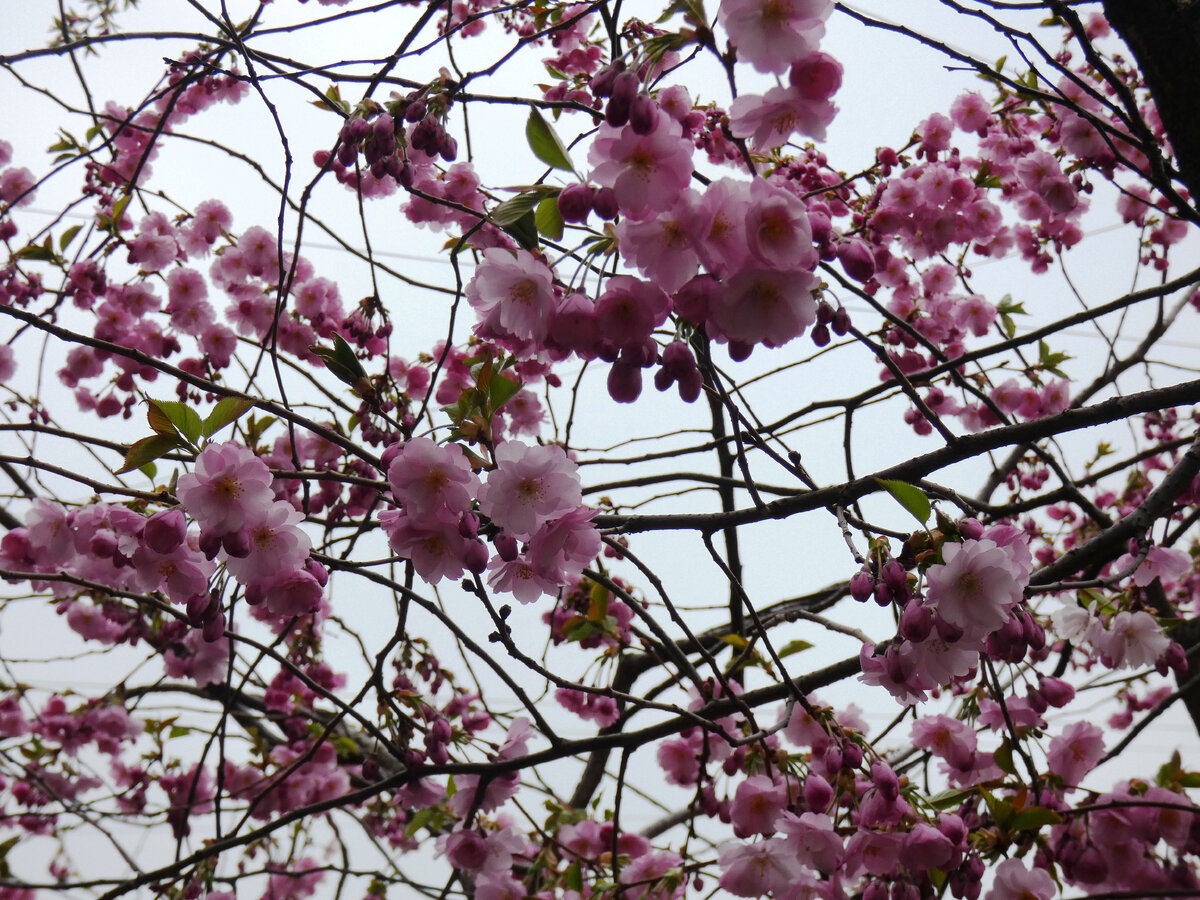 Цветение сакуры в спб. Цветение сакуры в спб. Сад дружбы в санкт-петербурге цветение сакуры. Сад дружбы в санкт-петербурге сакура. В саду дружбы в петербурге зацвела сакура.